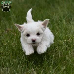 Paxton, Maltese Puppy